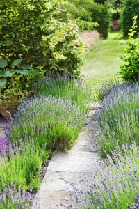 How To Use Plants That Work Along With Your Landscaping Year-round.